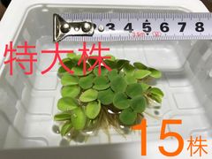 【15株】セール サルビニアククラータ 浮草 水草 ビオトープ メダカ 無農薬