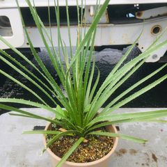 【高騰品種・発根済み】ユッカ ダシリリオン hyb 特選 Yucca Dasylirion hyb