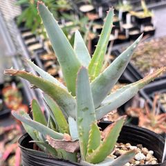 【原種】Aloe glauca アロエ　グラウカ　南アフリカ原産　South Africa 原種アロエ　西部から南西部のケープ州に分布