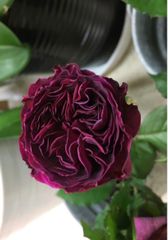 和バラ☆ミルフィーユ花弁☆濃厚なダマスク香☆四季咲き☆バラ苗☆バラ☆ Maki3❇︎Rose❇︎Garden
