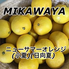 えひめ県産　【訳あり】ニューサマーオレンジ　約3kg  みきゃん箱入