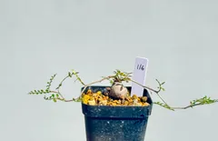 オペルクリカリア　パキプス　3株セット　パワータンクあり オペルクリカリア パキプス パワータンク 根差し③ - メルカリ