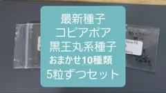 早い者勝ち特価！ 現地株 コピアポア シネレア 黒王丸 田中元将 作家鉢 2025年最新】コピアポア シネレアの人気アイテム - メルカリ