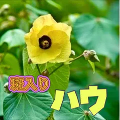 2025年最新】オオハマボウの人気アイテム - メルカリ