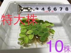 【10株】セール サルビニアククラータ 浮草 水草 ビオトープ メダカ 無農薬