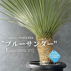 現地球・発根済S】パキポディウム グラキリス ハビタットスタイル 鉢
