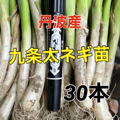 丹波産‼️九条太ねぎ苗‼️干しねぎ苗‼️植え方レシピ付き‼️長く収穫