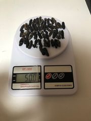 工場直売 関西産A級品 乾燥なまこ　超ミニサイズ 50g50匹 (計量時50g50本)
