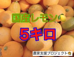 【本州、四国、九州の方用】国産レモン5キロ