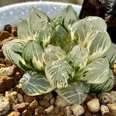 実生オブツーサ錦　極上斑　ハオルチア　観葉植物　S1472のサムネイル