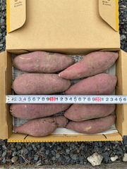 無農薬　さつまいも　紅はるか　⑤