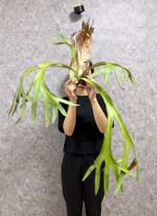 ▽P.Willinckii SP▽ WILD ワイルド 細葉 【PLANET】ビカクシダ