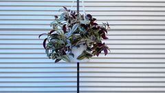 【観葉植物】トラディスカンティア　ゼブリナ　トラカン　6号吊鉢