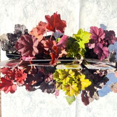 ヒューケラ　Cセット　4種（3号ポット）ツボサンゴ　多年草　寄せ植え