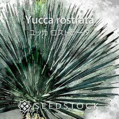 ユッカの種 Yucca rostrata 500粒 ゆうパケット発送
