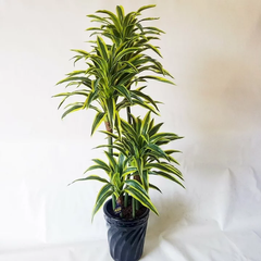 ドラセナワネッキー（造花）（高125×幅55）『光触媒』造花観葉植物