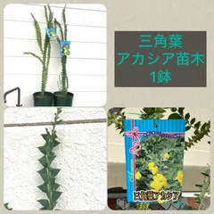 2024年最新】ミモザ鉢植えの人気アイテム - メルカリ