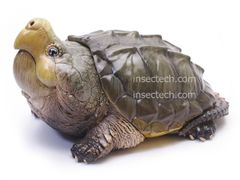 【動物の惑星】ワニガメ フィギュア