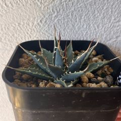 Agave titanota Mad ball アガベ　タグ付き Agave titanota Mad ball アガベ タグ付き