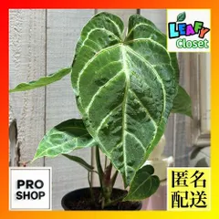 アンスリウム　レアハイブリッド2種　有名店タグ付き　破格 アンスリウム レアハイブリッド2種 有名店タグ付き 破格