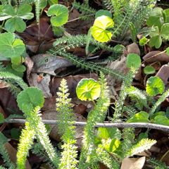 「 おかわかめ 」栽培用むかご・苗 あります！　オカワカメ　雲南百薬 2025年最新】オカワカメ 雲南百薬の人気アイテム - メルカリ