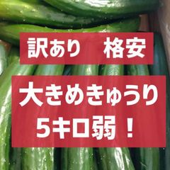 Sale！激安5キロ弱！リピーター続出！デカきゅうり！　野菜ソムリエサミット銀賞受賞　農家直送　減農薬　有機肥料　ちょいデカきゅうり　訳あり　5kg