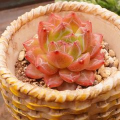 MA128	クリスタルシャンペーン	【イータニク】多肉植物　韓国苗　第四種郵便発送