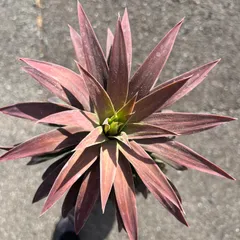 デスメティアーナ　銀河旅人　40cm m58361711256_1.jpg?1713602742