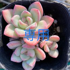 大和美尼 抜き苗 エケベリア - メルカリ