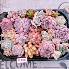 多肉植物 寄せ植えset♡11252