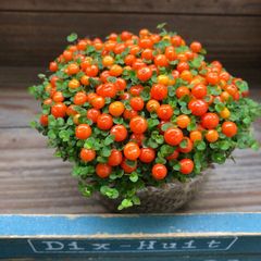 ポットごと♡コケサンゴ♡今の時期だけ♡入荷♡コケサンゴ♡可愛い