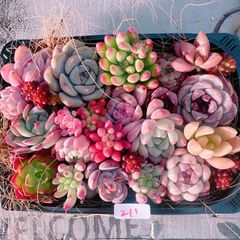 多肉植物 寄せ植えset♡211