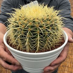 【鉢ごと発送】【送料込】 サボテンの王様！金色サボテン / 金鯱（キンシャチ） 7寸 平鉢21号 / 【現品】24-6-2-04