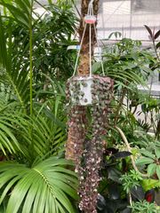ハートカズラ　6寸　吊り下げ　多肉植物　可愛い　ハンギング　オシャレ　ピンク　ハート