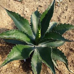 【特選】アガベ フェロックスローガンカルホーン3【5/17撮影】 2025年最新】アガベ フェロックス ローガンカルホーンの人気