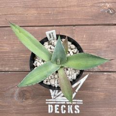 Agave parryi var truncata seedling