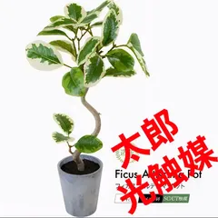 ちぃ‼️流通皆無‼️✩.*˚ウンベラータ 斑入りトップ✩.*˚3 Yahoo!オークション -「斑入り」(ウンベラータ) (観葉植物)の