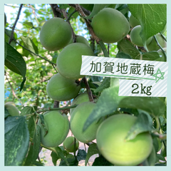 【今季ラスト！】無農薬　青梅　加賀地蔵梅　2㎏ほど