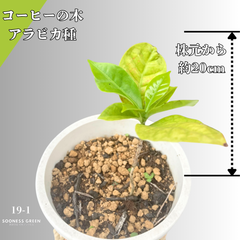 【沖縄育ち】約20㎝ コーヒーの木 アラビカ種 観葉植物 南国育ち 19-1