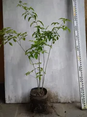 【株立ち・美白斑点模様】アオダモ A250403 【茨城直接引渡し可】山採り 美斑紋。山採り アオダモ4.0M(鉢底から)