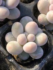 多肉植物　ぷくぷく系　団子チーズ　3cm  抜き苗　3株