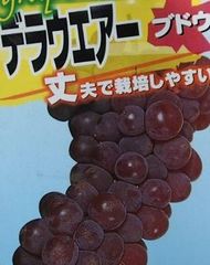 ブドウ苗　★デラウェア★種無しでぷちぷち小粒がおいしい　3年生