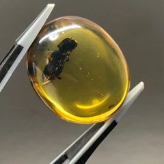 天然　非加熱　虫入り琥珀　ルース　バーマイト 　コメツキムシ(体長約10ミリ)　希少