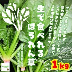 生で食べれるほうれん草　☆農薬や化学肥料は使用しておりません　埼玉県産　約１kg