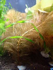 xyris sp red水中葉1株 水草 ADA 水槽 - メルカリ
