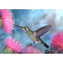 絵画風 壁紙ポスター (はがせるシール式) ハチドリと花の蜜 蜂鳥 世界最小の鳥 ハミングバード 鳥 キャラクロ BHCD-004A2 (A2版 594mm×420mm) ＜日本製＞ ウォールステッカー お風呂ポスター