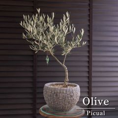 1点物 盆栽 Olive オリーブの木 盆栽仕立て オリーブ 曲がり 観葉植物 - メルカリ