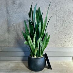 りんご♡オリーブエルグレコテラコッタ鉢植え 　soujuオリーブネバディロ りんご様専用♡オリーブエルグレコテラコッタ鉢植え souju