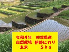 玄米５kg❗️完全自然栽培の美味しいお米！令和４年度！佐賀県産「伊勢ヒカリ」