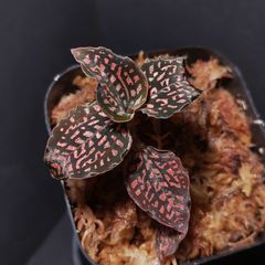 カット苗 ミクロキルス トリダックス 赤トリ ジュエルオーキッド 宝石蘭 極上 ミクロキルス トリダックス （赤スポット） ジュエル